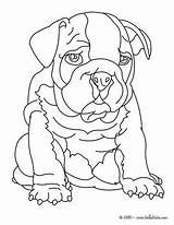 Bulldog Pages Coloring English Georgia Print Color Dog Warm Hellokids Online Nicely Imagination Kids Getdrawings Getcolorings Choose Board sketch template