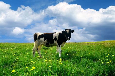 koe staat  de wei blauwe lucht koeien dieren koe
