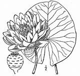 Pnd Lhd Namethatplant Odorata Britton 1913 Nrcs Usda Database Plants Brown sketch template