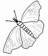 Coloring Butterfly Printable Cocoon Morpho Blue Pages Getcolorings Bu Color sketch template