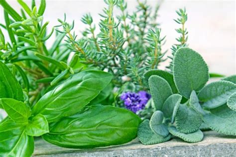 aromatic  therapeutic herbs herbs herbs  health garden center