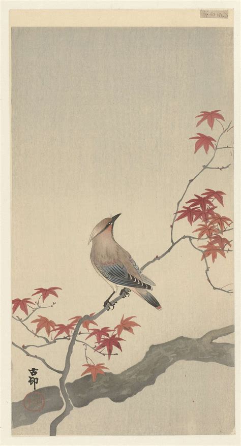 japanse pestvogel op esdoorn ohara koson   japanese painting chinese painting