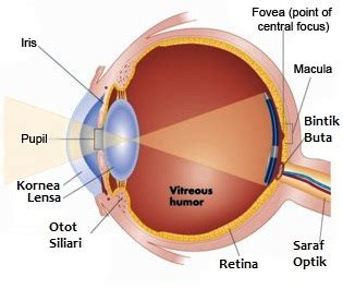 mata manusia karakteristik  cacat penglihatan biologi sridianticom