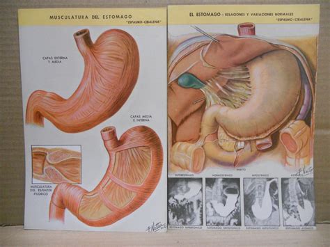 Anatomía Del Estómago Y Del Duodeno Editorial Ciba