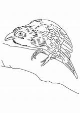 Coloring Chestnut Breasted Malkoha sketch template