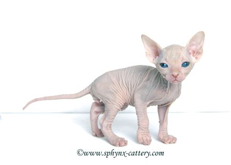 Post Sphynx Cattery