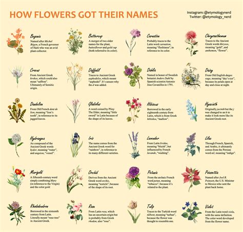 guide explaining  flowers   names coolguides