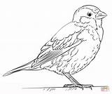 Sparrow House Coloring Pages Drawing Draw Kids Printable Bird Sparrows Drawings Tutorials Supercoloring Step Sketch Beginners Crafts Select Category Visit sketch template