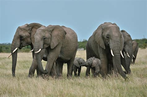 les elephants dafrique comptes depuis lespace par des scientifiques