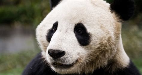 pandas ruling london streets sick chirpse