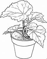 Begonia Pflanze Seres Vivos Grossen Blaettern Malvorlagen Ausmalbilder Vaso Ciencias Padres Supercoloring Malvorlage Herunterladen Dieses sketch template
