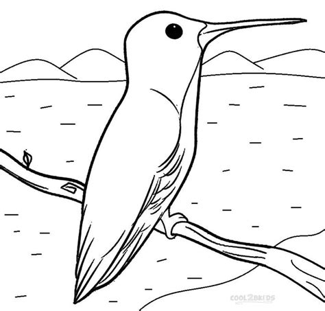 printable hummingbird coloring pages  kids coolbkids bird