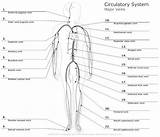 Diagram Circulatory System Circulation Systemic Arteries Diagrams Printable Veins Cardiovascular Blood Types Smartdraw Worksheets Teach Child Read sketch template