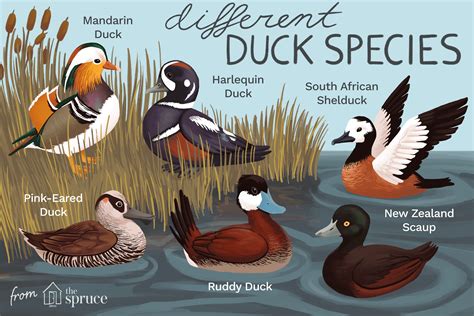 identifying duck breeds