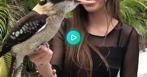 Kookaburra With Sound Album On Imgur