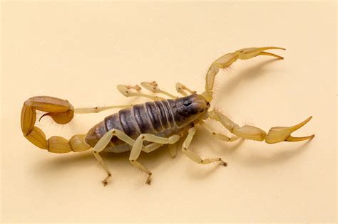 scorpions  arizona  active  summer