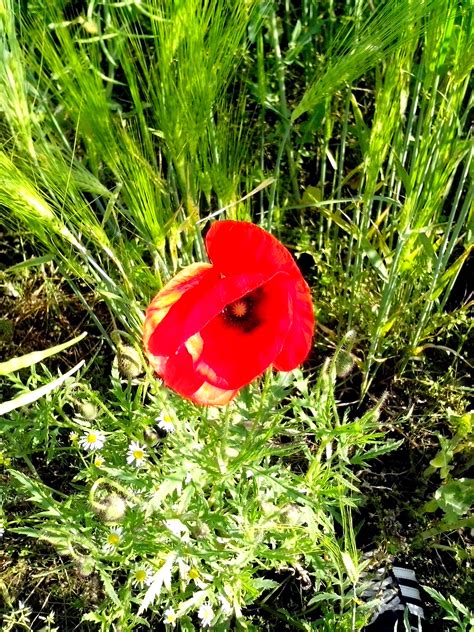 Free Picture Red Poppies Flower Wild