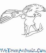 Eagle Philippine Draw Coloring Easy Wedrawanimals Print Drawings 350px 09kb Tutorial sketch template