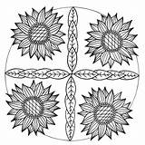 Coloring Sunflower Favecrafts sketch template