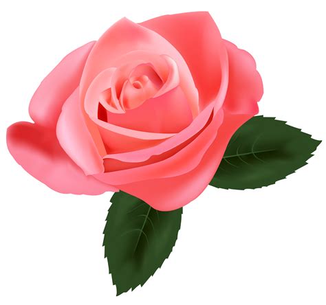 pink rose hq png image freepngimg