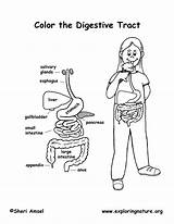 Digestive System Coloring Organs Pdf Younger Students Tract sketch template