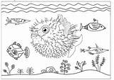 Coloring Fish Puffer Pages Inflated sketch template