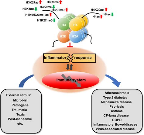 frontiers role  histone post translational modifications  inflammatory diseases