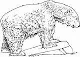 Orso Polare Polar Oso Osos Supercoloring Animali Mammiferi sketch template