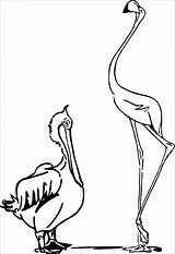 Burung Sketsa Bangau Pelican Pelicans Pelikan Hewan Stork Mewarnai Coloringbay sketch template