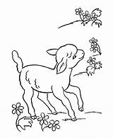 Coloring Pages Animal Lamb Sheep Animals Farm Easter Printable Sheets Spring Color Lambs Cute Colouring Drawing Kids Flowers Sheet Little sketch template