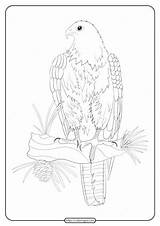 Lapwing sketch template