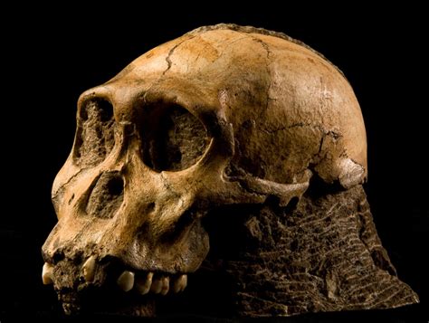 key human ancestor found fossils link apes first humans