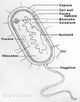 Cell Draw Bacteria Diagram Prokaryotic Prokaryotes Biology Labelled Prokaryote Coloring Sheet Drawing Nucleus Science Label Typical Neat Primitive Bacterial Sketch sketch template