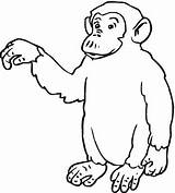 Singe Kleurplaat Guenon Saluta Bras Tend Noix Schimpanse Affe Monkey Sagt Hallo Monos Gorilas Aap Malvorlagen Apes Chimp Chachipedia Affen sketch template