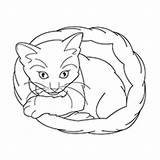 Cat Coloring Pages Kids Printable Siamese Outline Drawing Basket Real Book Kitty Getcolorings Getdrawings Sheet Color Realistic Sitting Colorings sketch template