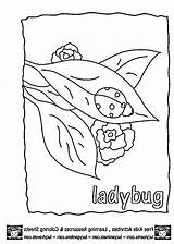Coloring Ladybug Pages Grouchy Clipart Sketch Clip Outline Library Template Collection sketch template