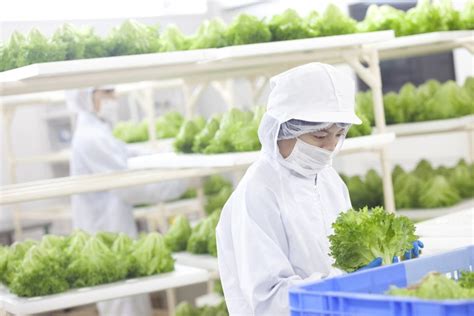 world s first robot run farm to churn out 11 million heads of lettuce