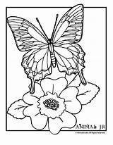 Coloring Butterfly Pages Flowers Butterflies Kids Flower Printable Sheets Print Caterpillar Hungry Patterns Book Very Lesson Plan Activities Drawing Georgia sketch template