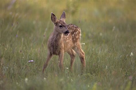 fawn  orphan   mom   search  food huffpost