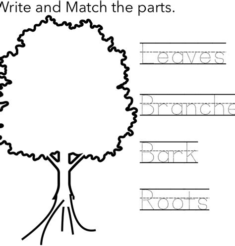 preschool worksheet   basic parts   tree write  match