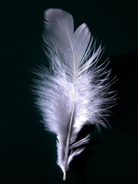 filea single white feather closeupjpg