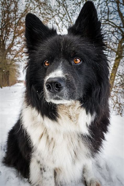 proud eurasier stock image image  head white long