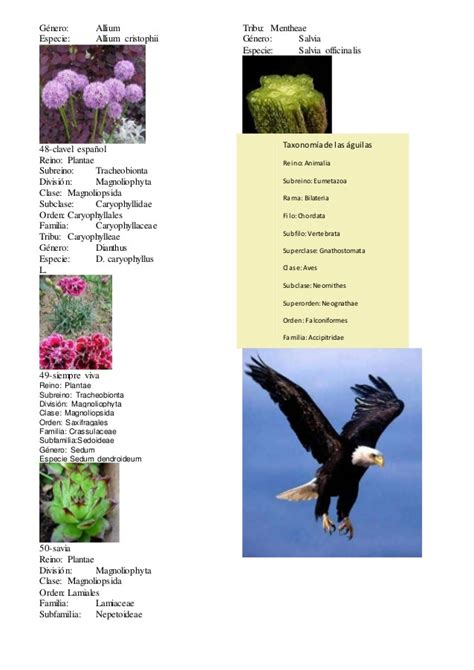 taxonomia plantas