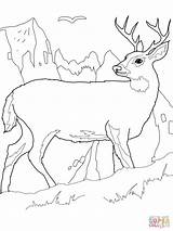 Coloring Deer Pages Tail Printable sketch template