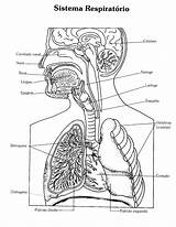 Colorir Anatomia Humana Desenhos Respiratório Respiratorio Onlinecursosgratuitos Sistemas Tia Cantinho Livro Respirat Um Rosto Ensino às Medicina Variadas Enfermagem sketch template