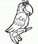 Parrot Drawing African Pages Coloring Draw Grey Cartoon Outline Colour Animals Clipart Drawings Animal Bird Cool Color Parrots Printable Step sketch template