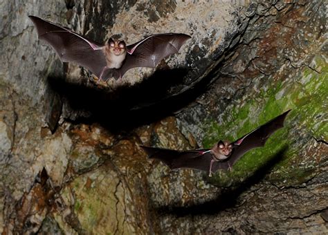 rescued   trapped  cave  massive bat colony cbs news