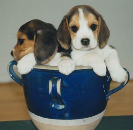 meet  kings royal pet beagle world  pictures