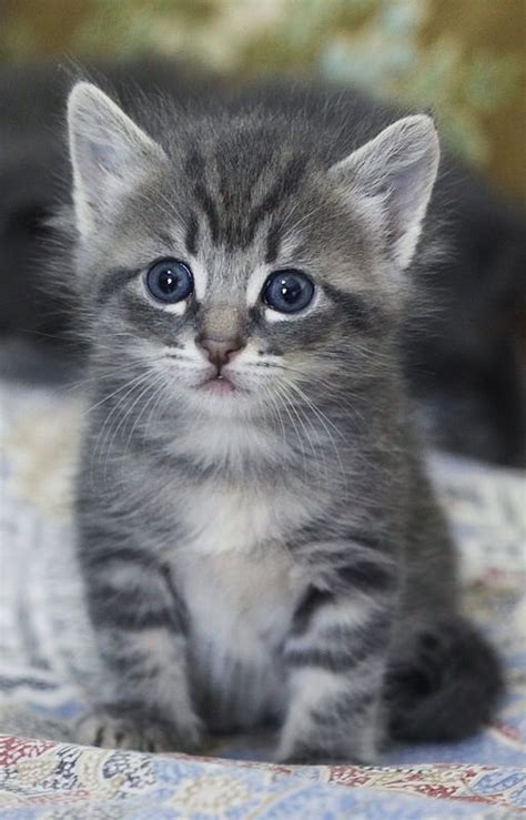 pin  adorable kittens
