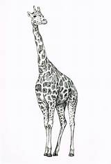 Giraffe Giraf Drawings Tekeningen Biro Pencil Sketches Disegni Giraffes Zeichnen Giraffa Giraffen Dieren Dier Tekenen Bleistift Jirafa Leerlo Ideeën Tatoeage sketch template